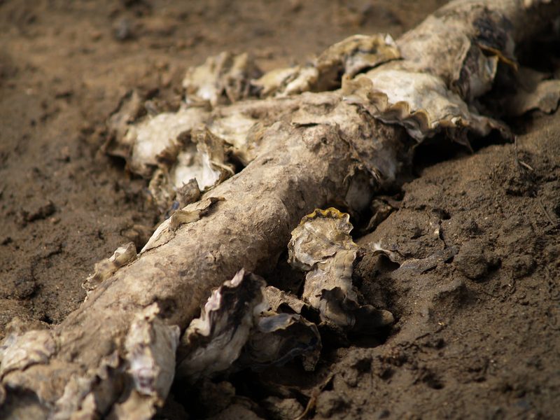 Sydney rock oysters on a mangrove root. Photo Courtesy of Marc Lehmann.